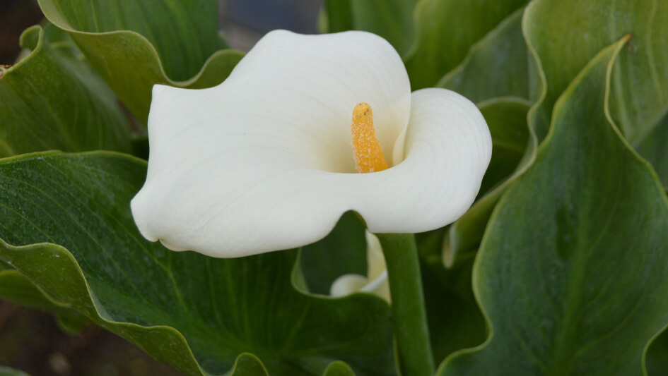 zantedeschia aethiopica (Lirio de agua-Jarra)