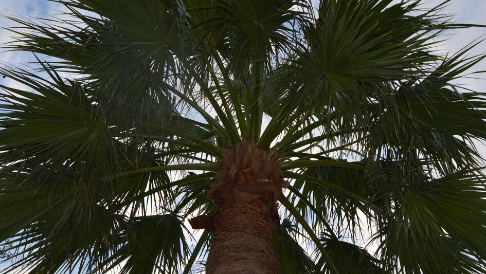 Palmera