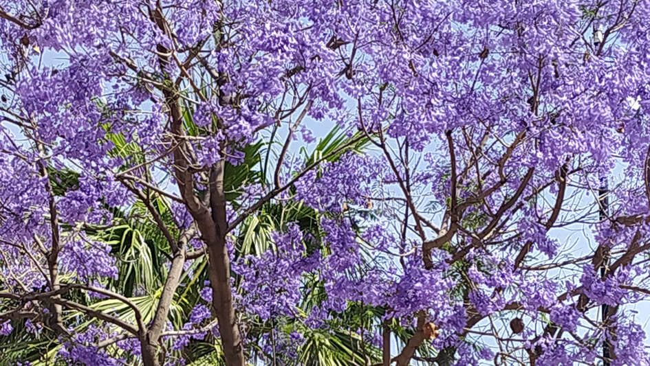 Jacaranda-mimosifolia