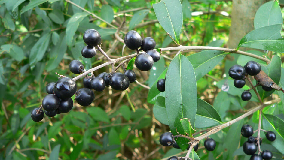 Ligustrum Vulgare
