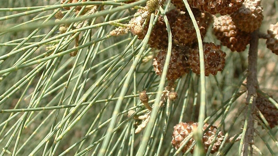 Casuarina Cuninghamiana