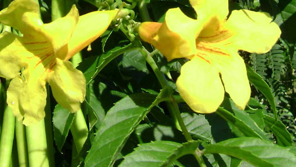 Tecoma Stans