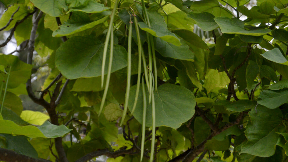 Catalpa Bignonioides