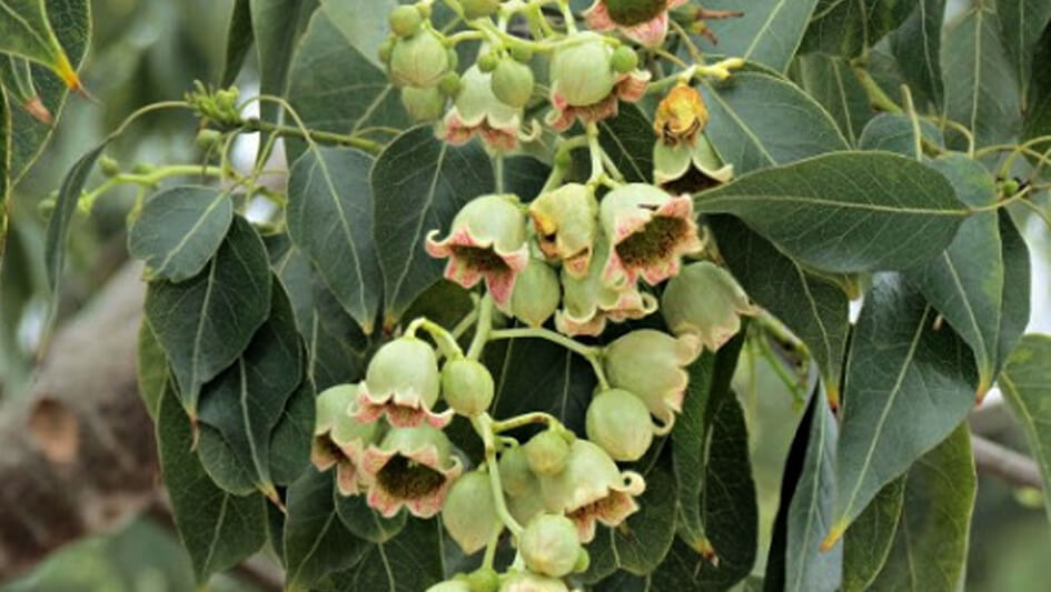 Brachychiton Populneus