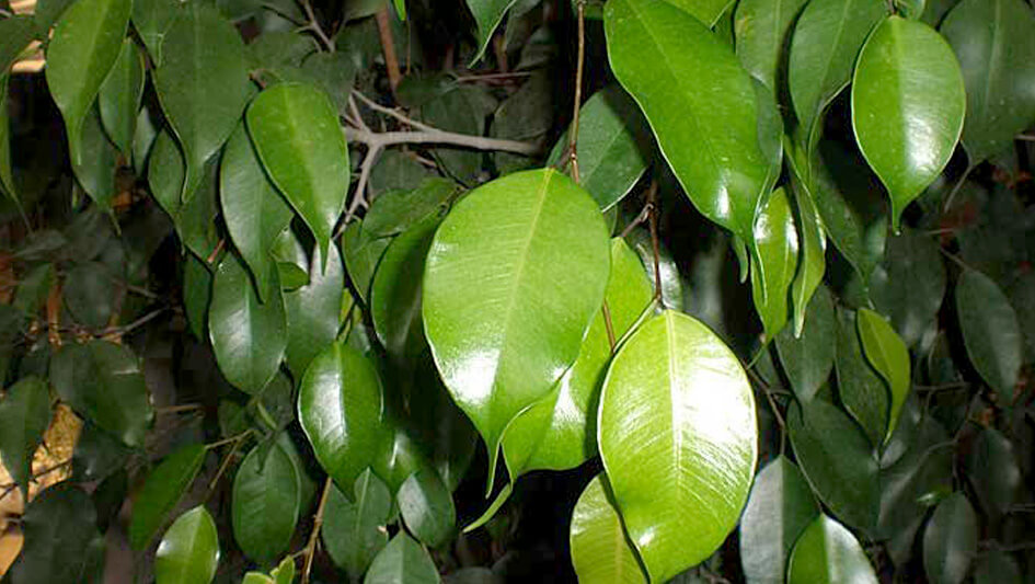 Ficus Benjamina