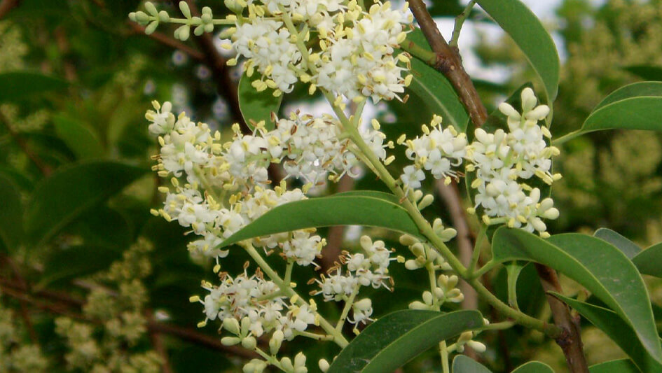 Ligustrum Lucidum