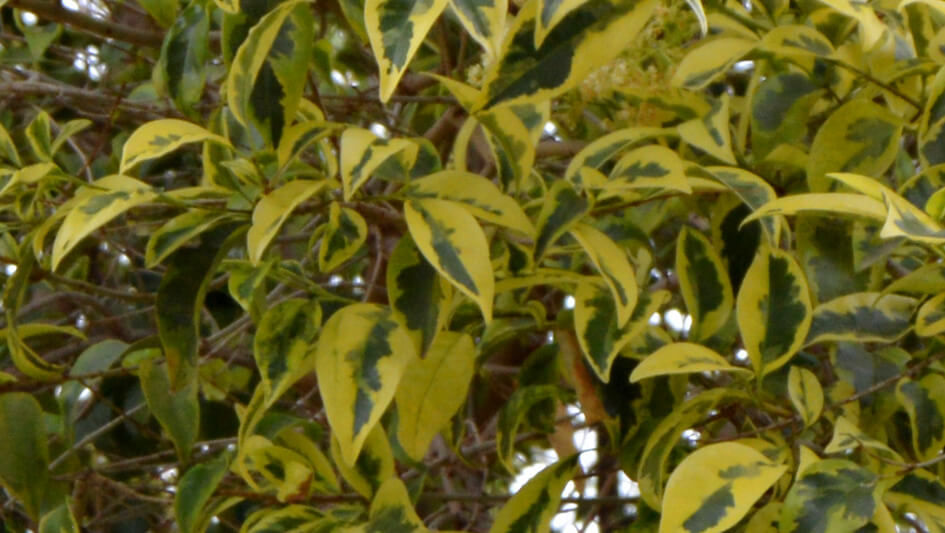 Ligustrum Japonicum Variegatta