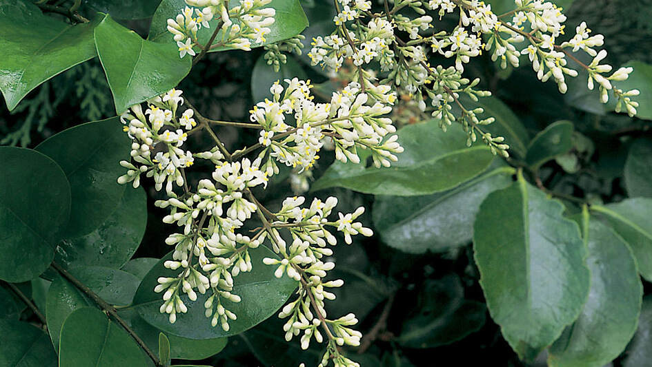 Ligustrum Japonicum