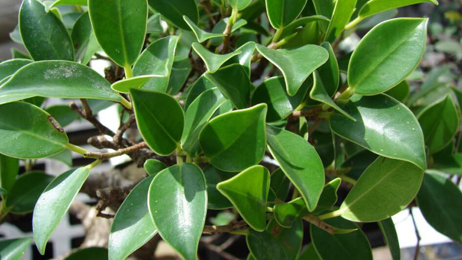 Ficus Microcarpa