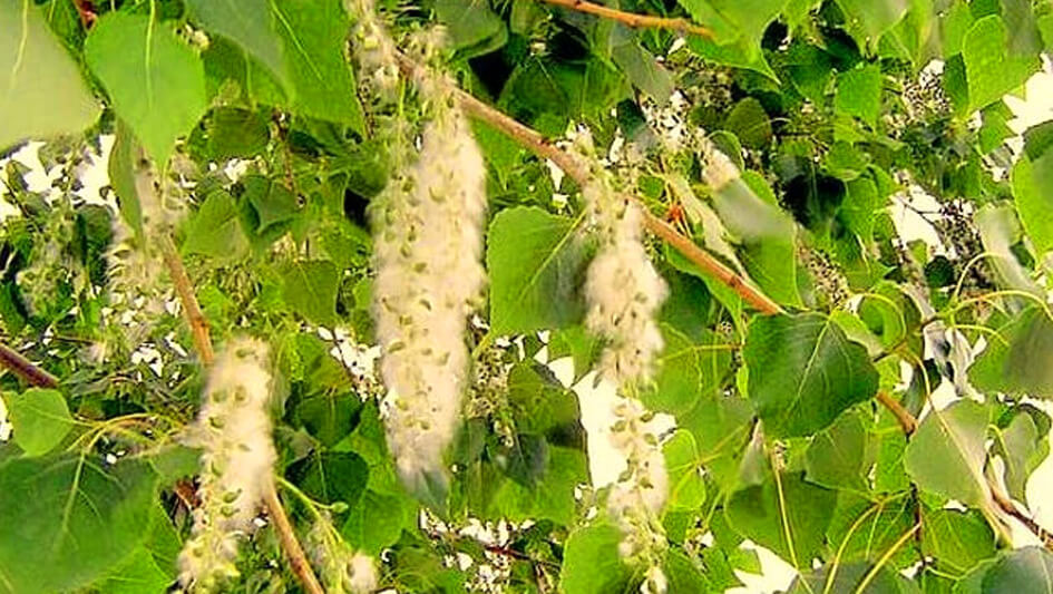 Populus Nigra