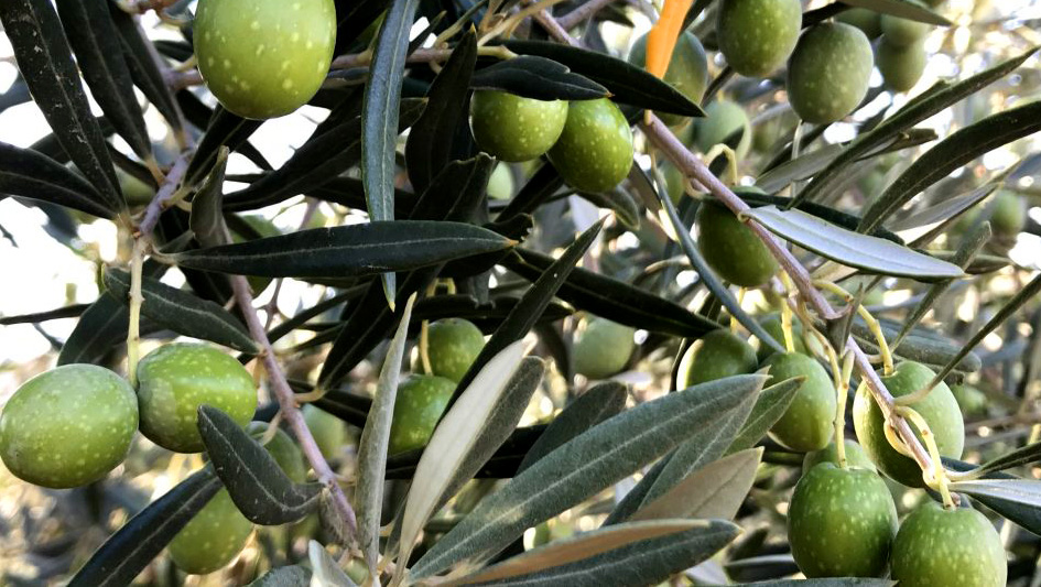 Olea Europea Variedad Hojiblanca