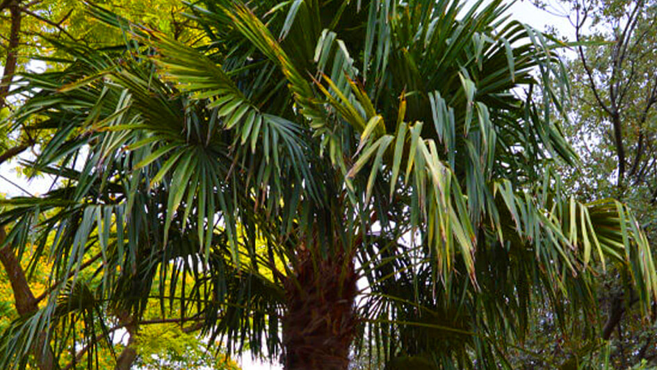 Trachicarpus Fortunei