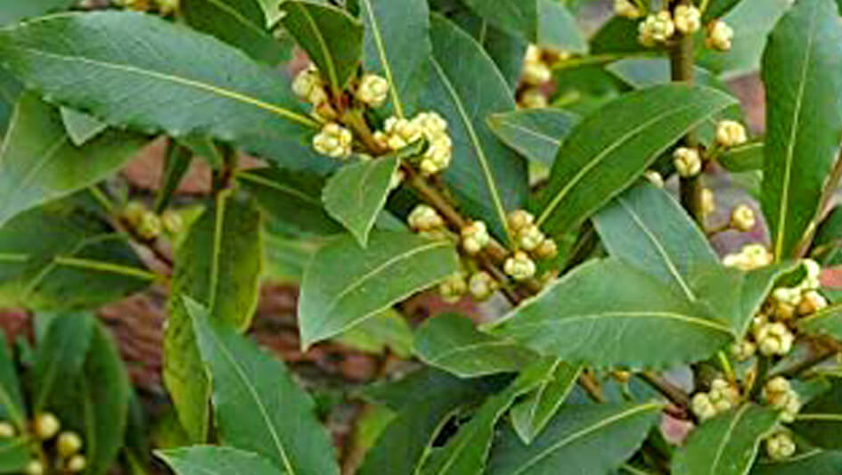 Laurus Nobilis