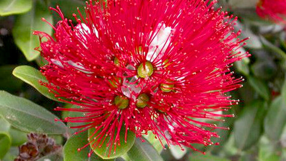 Metrosideros Excelsa