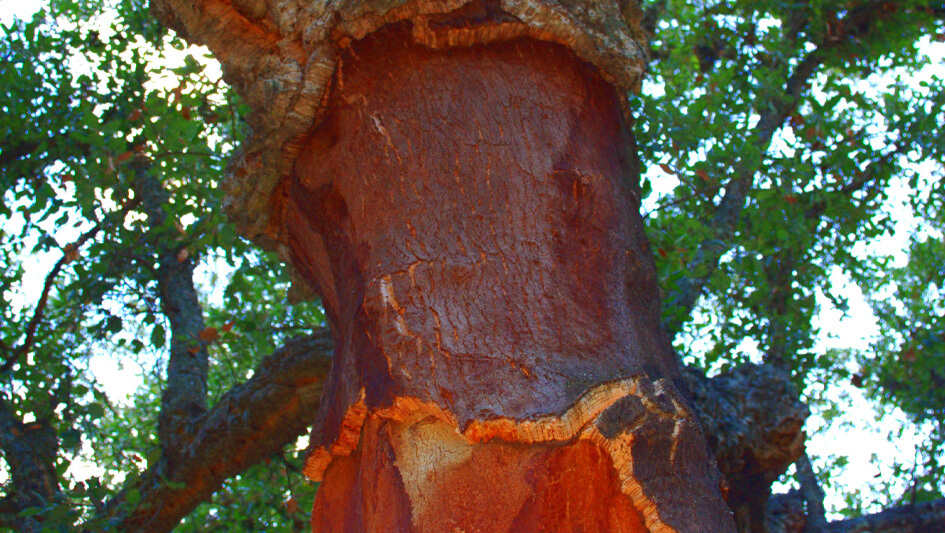 Quercus Suber
