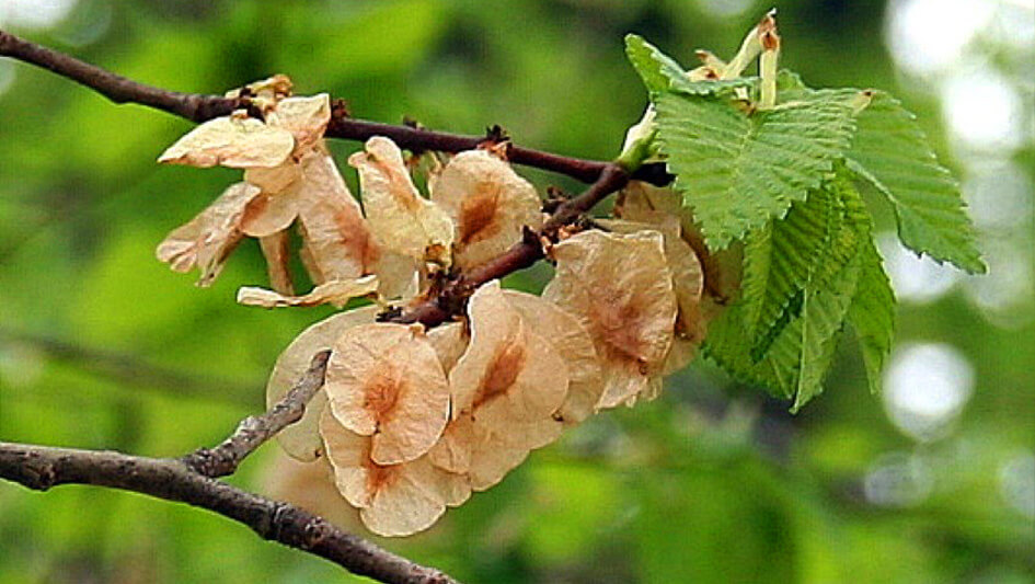 Ulmus Minor