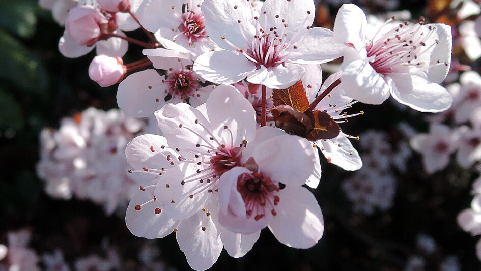 Prunus Cerasifera