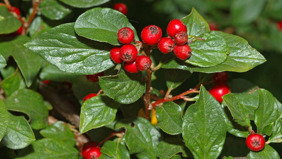 Imagen enrada de Cotoneaster Coriaceus