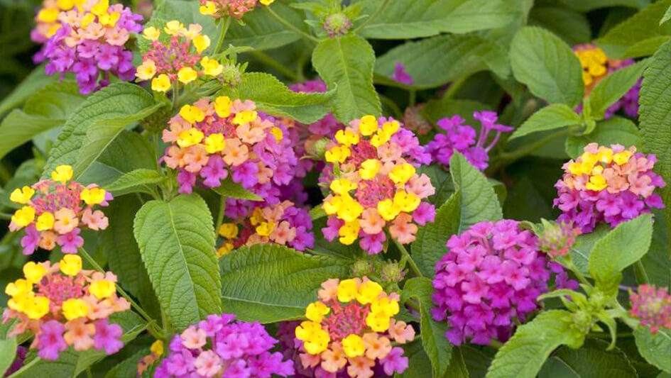 Imagen de entrada Lantana Cámara