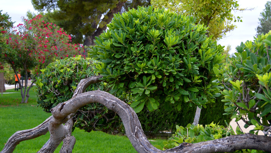 Imagen de entrada Pittosporum Tobira