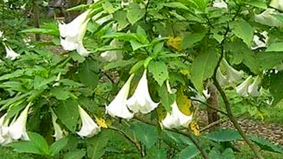 Brugmansia Suaveolens