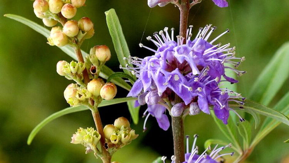 Vitex Agnus Cactus