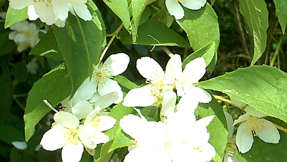 Phyladelphus Coronarius