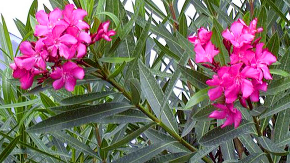 Nerium Oleander