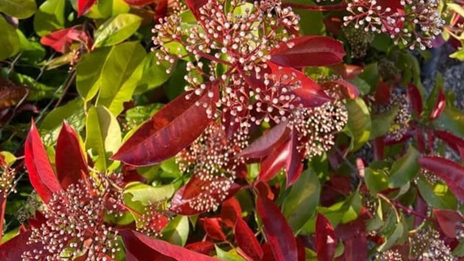 Photinia Serratifolia