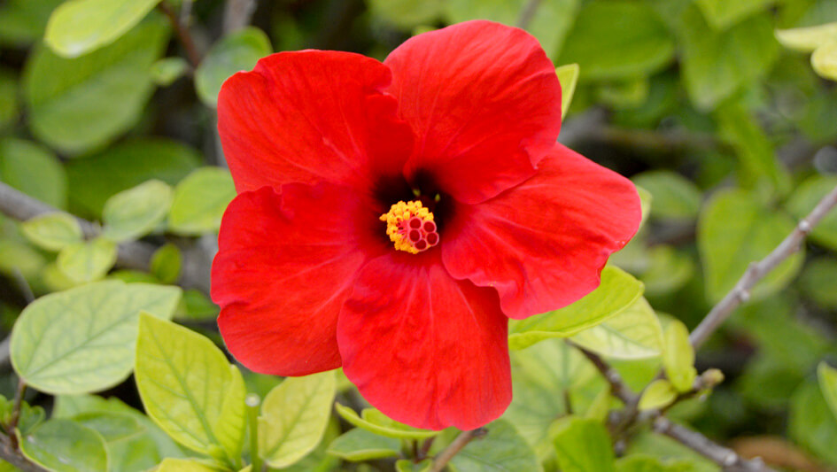 Hibiscus Rosa Sinensis