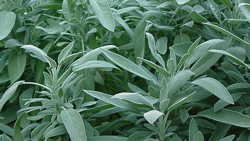Salvia Officinalis