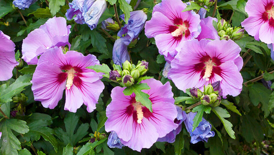 Hibiscus Syriacus
