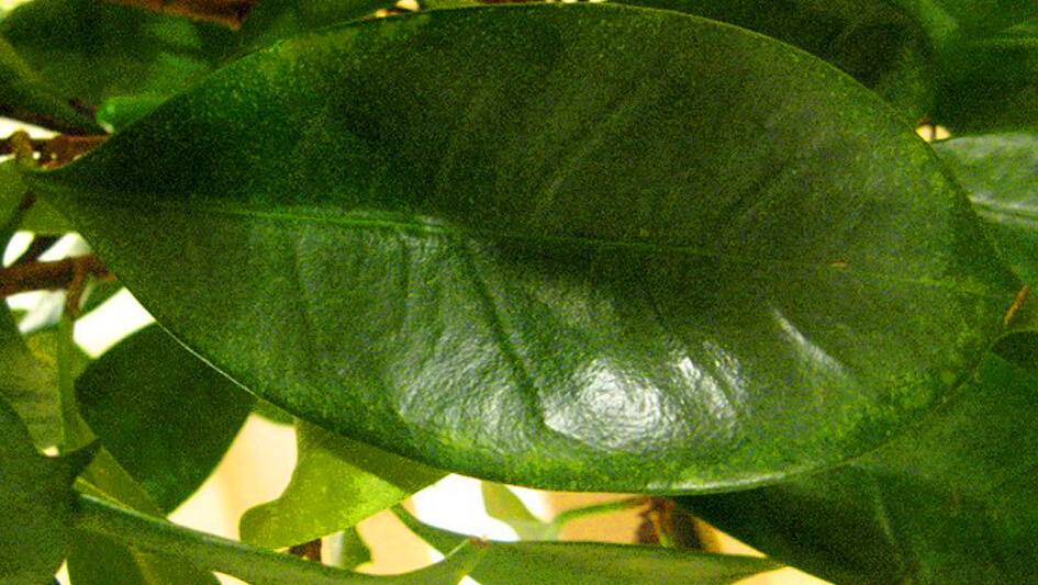Ficus Cyathistipula