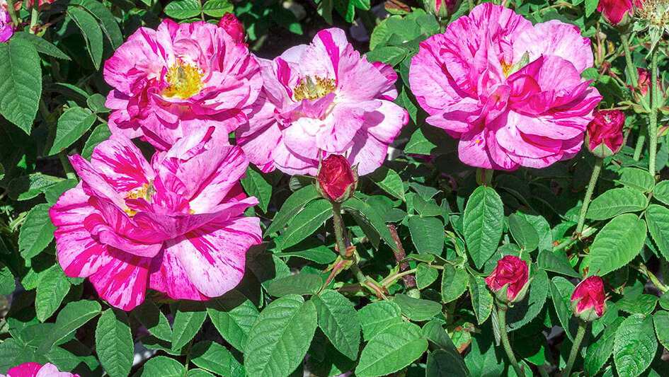 Rosa Gallica
