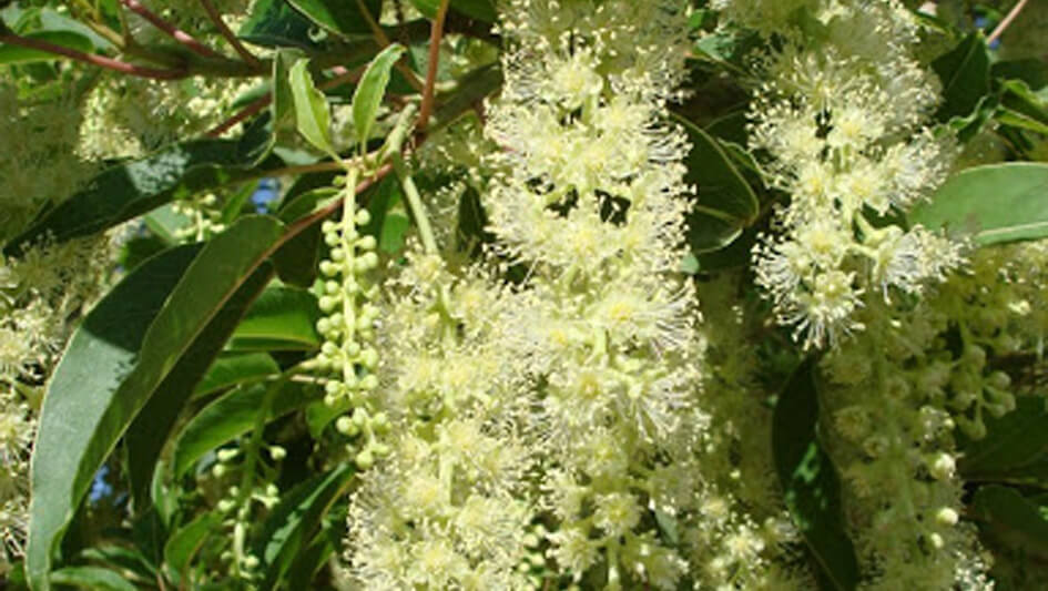 Phytolacca Dioica