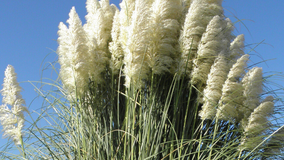 Cortaderia Selloana