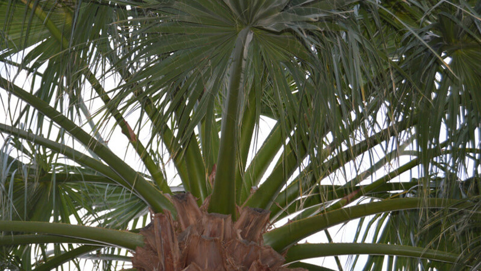 Washingtonia Filifera