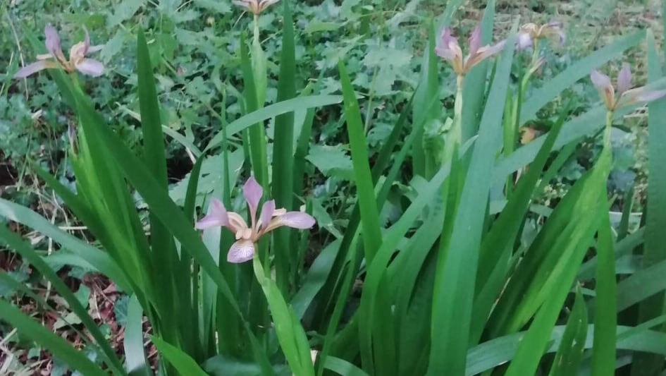 Iris foetidissima