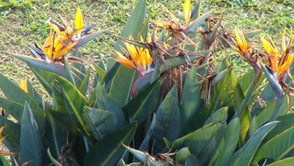 Strelitzia reginae