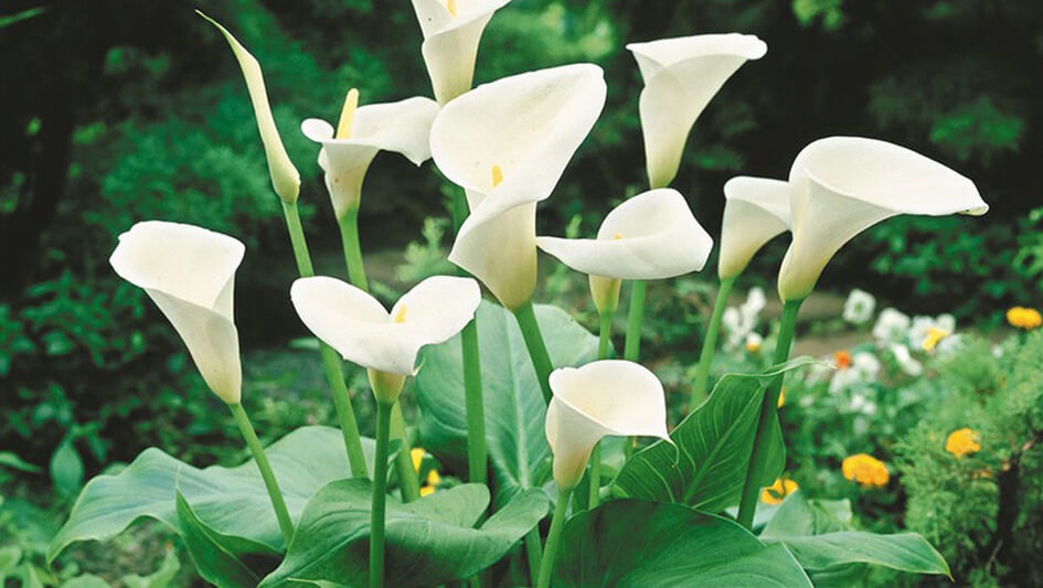 Zantedeschia aethiopica