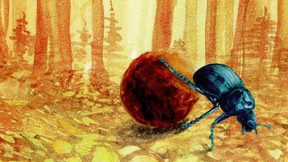 Escarabajo Saprófago