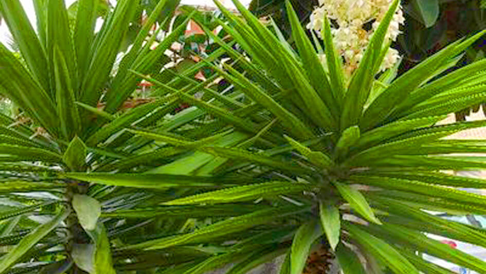 Yucca Giganthea