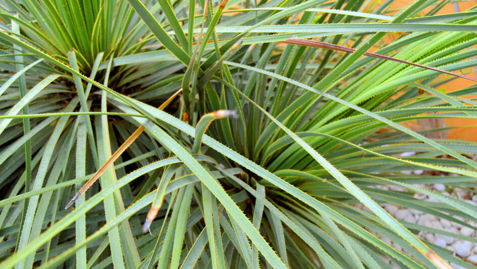 Dasilirion Serratifolium