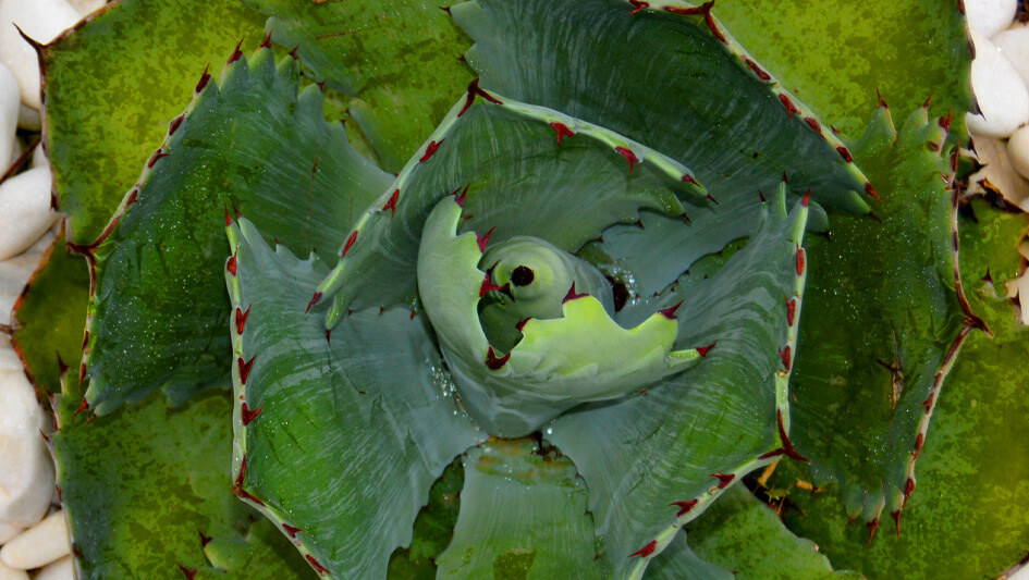 Agave Potatorum
