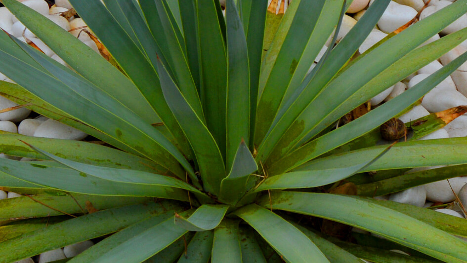 Yucca Brevifolia