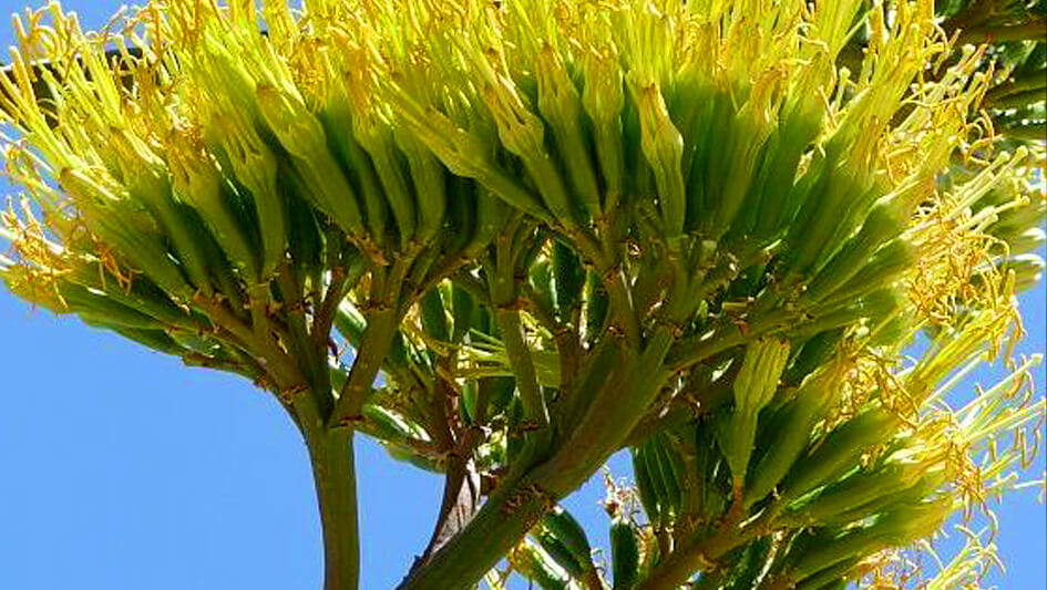 Agave Americana
