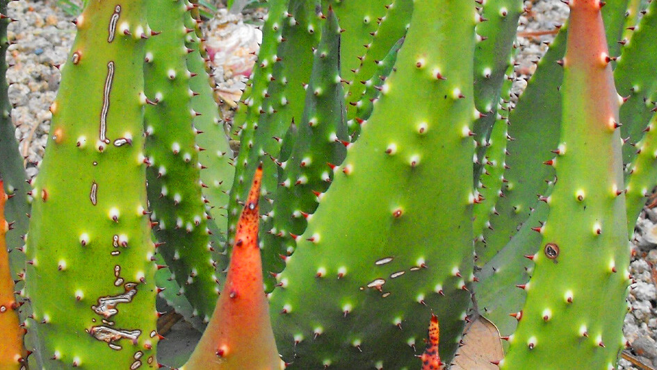 Aloe Aculeata Pole Evans