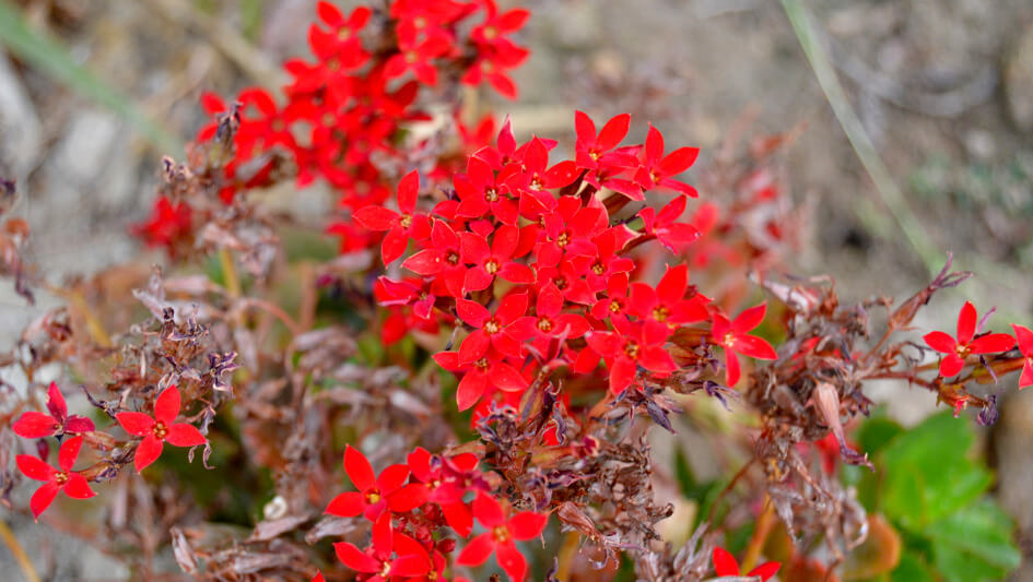 Kalanchoe Longuiflora