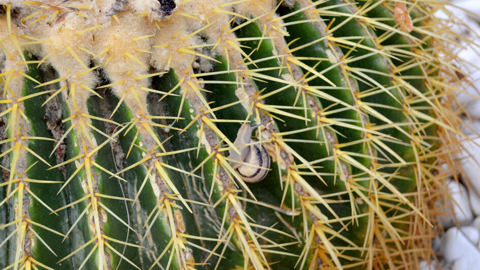 Echinocactus Grusoni