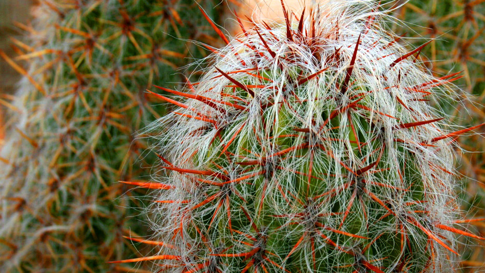 Oreocereus Trolli Kupper